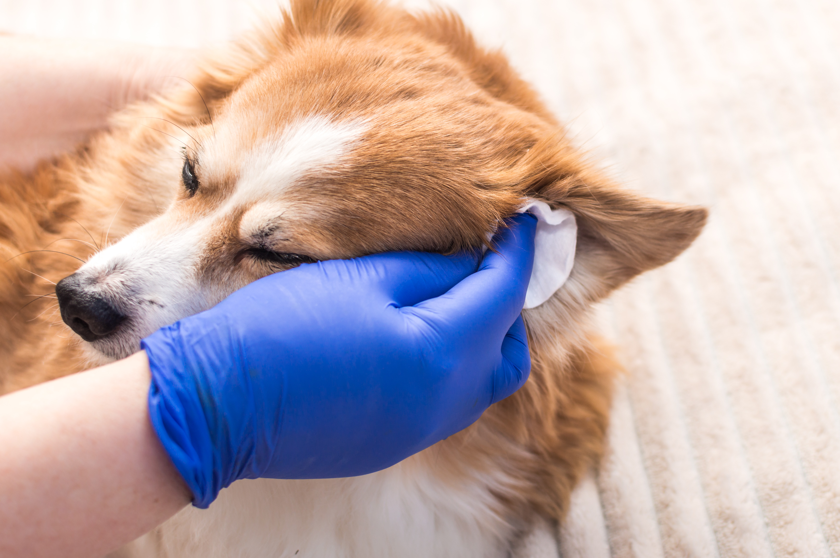 Otitis clearance dog treatment