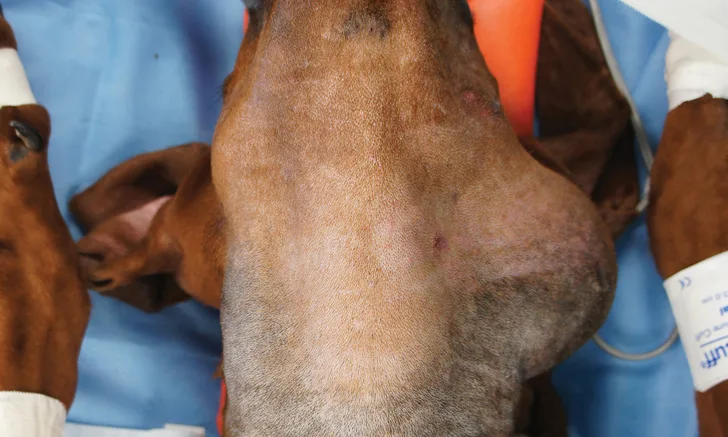 Ventral aspect of dog’s neck showing prominent swelling on left side.