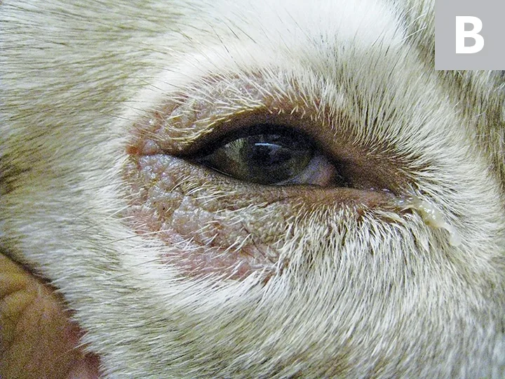 Three images showing skin changes on face, around eye, and on paw pads.