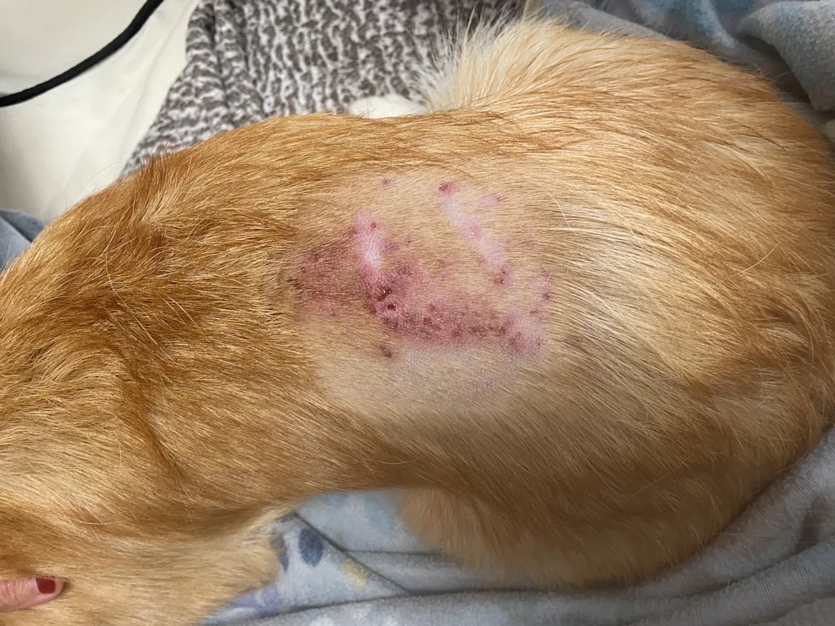 Photograph of dorsal scabs on the canine patient.