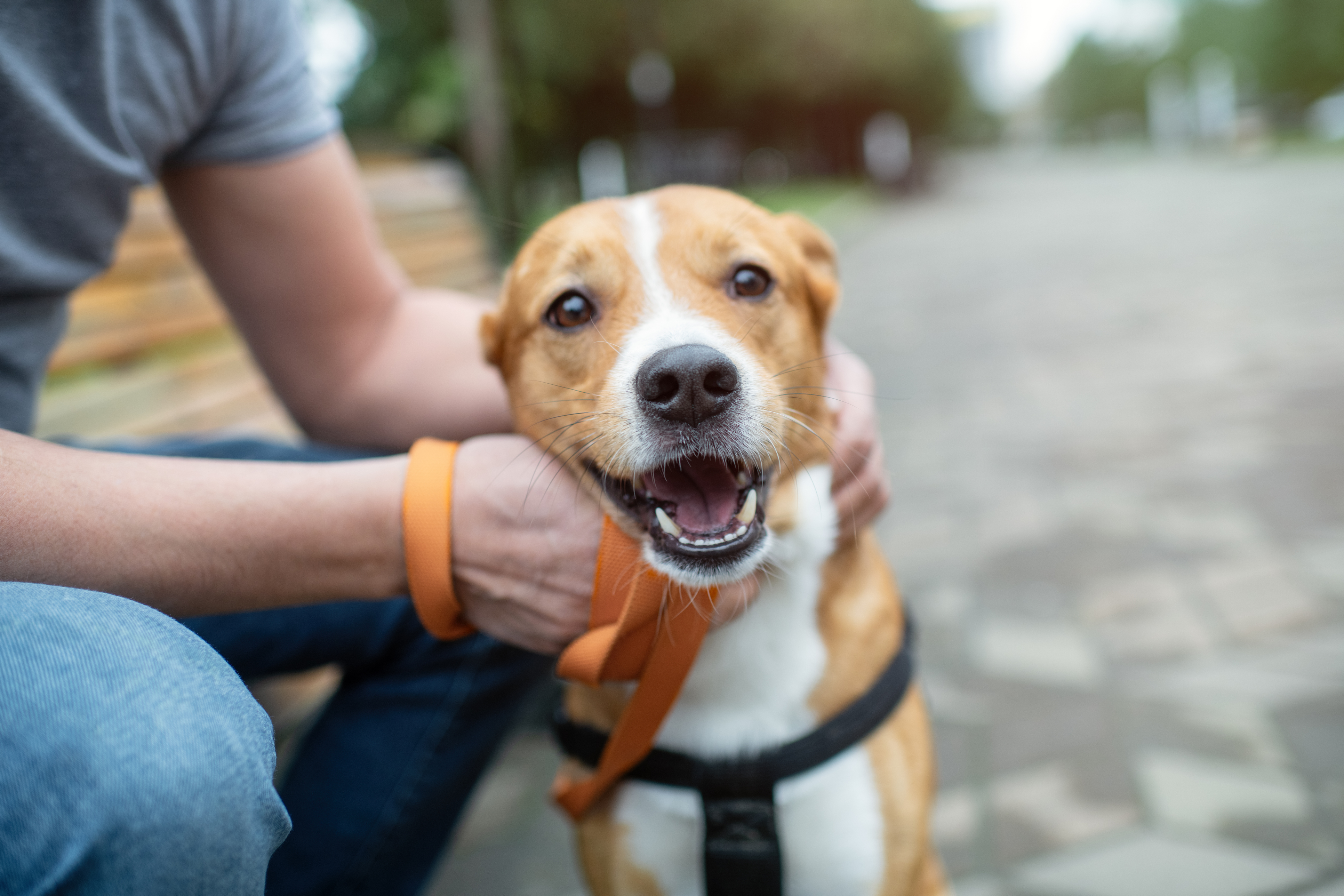 Your Go-To Resource for Veterinary Essentials & Insights