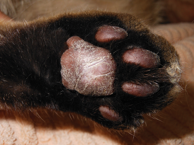 Pillow Foot in Cats