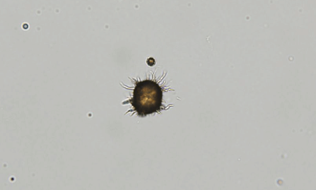 Crystals in hotsell dog urine treatment