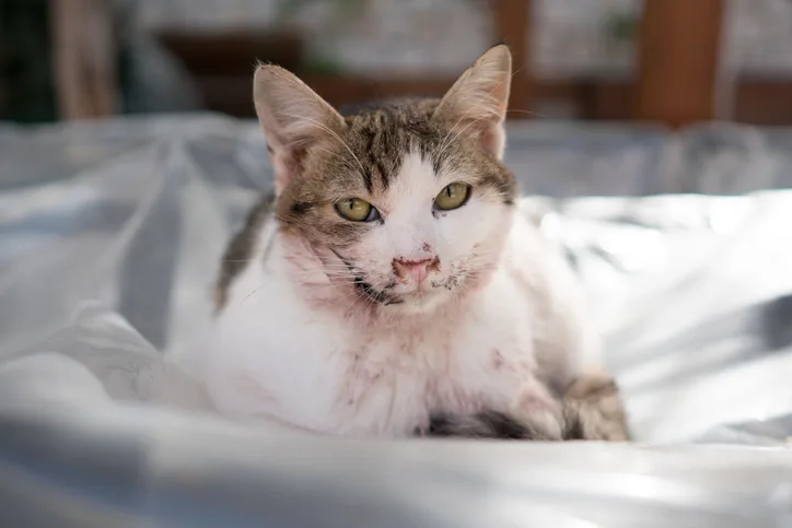 Injured shorthair cat staring into the camera.