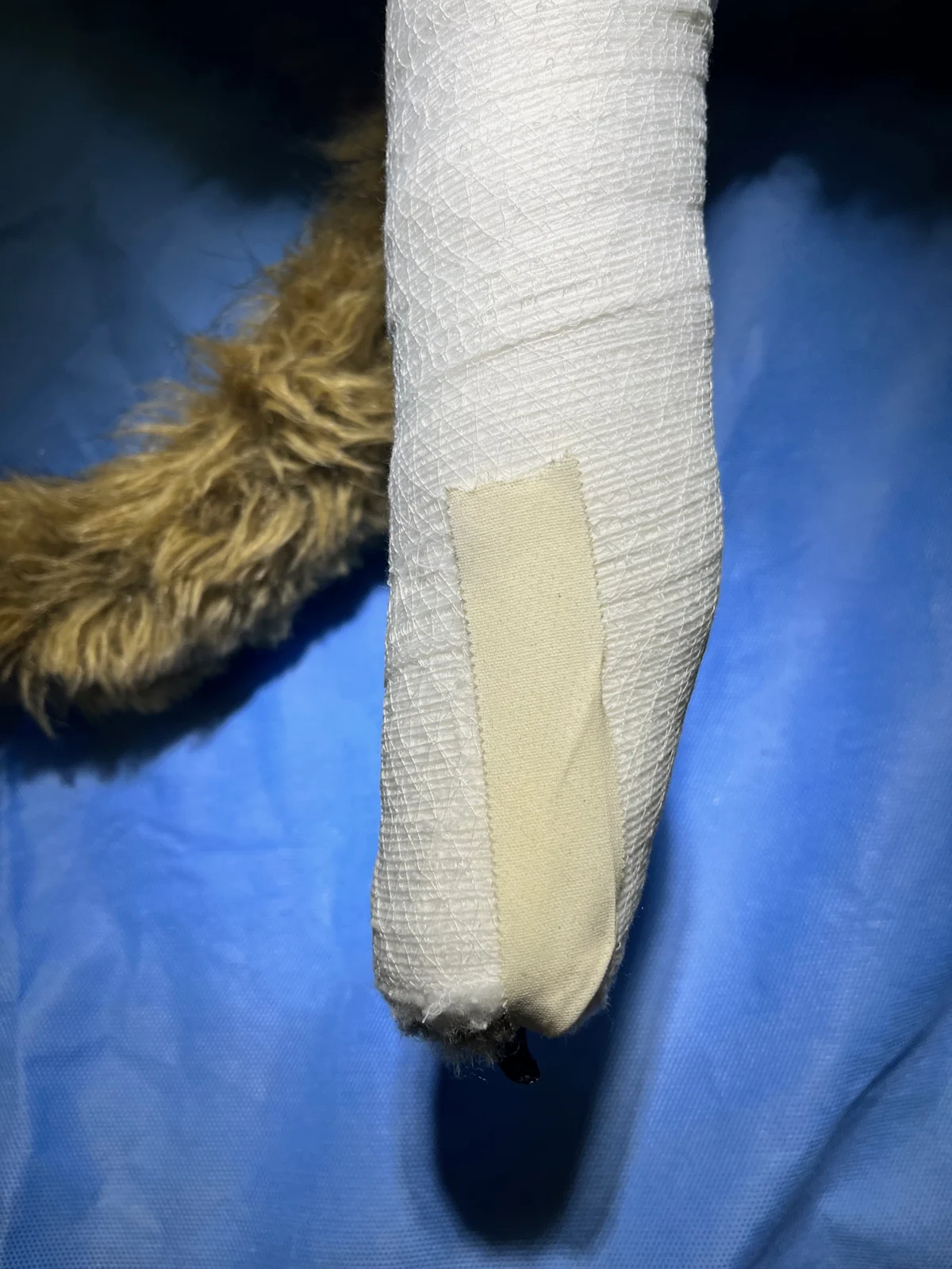 Conforming gauze over cast padding on the elbow and foot of a dog with tape stirrups securing gauze at the foot.
