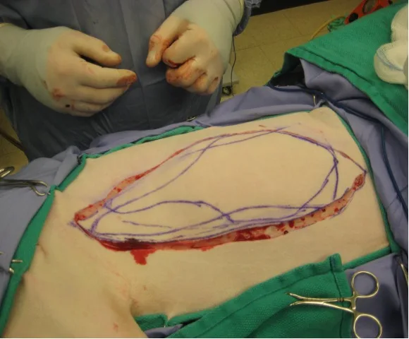 Area of the skin on a dog outlined with a marker.