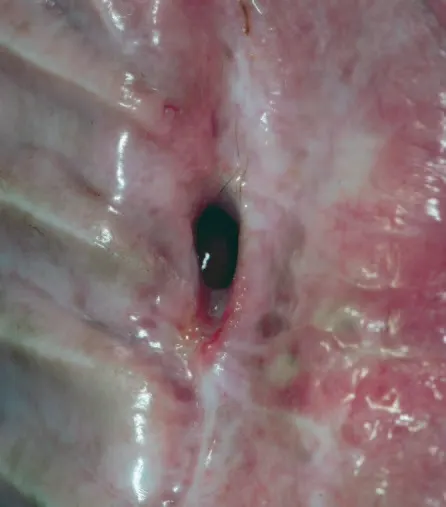 selected slide image