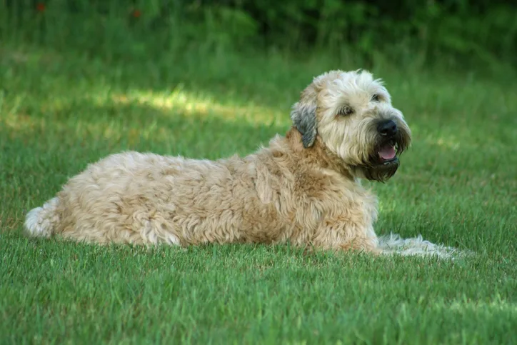 Dog laying in grass outside.