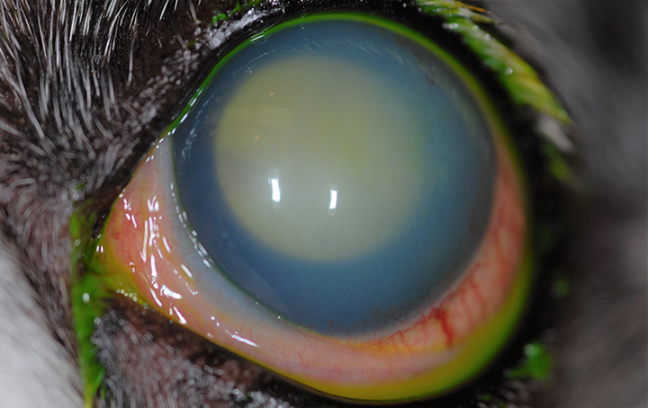 Feline uveitis outlet treatment