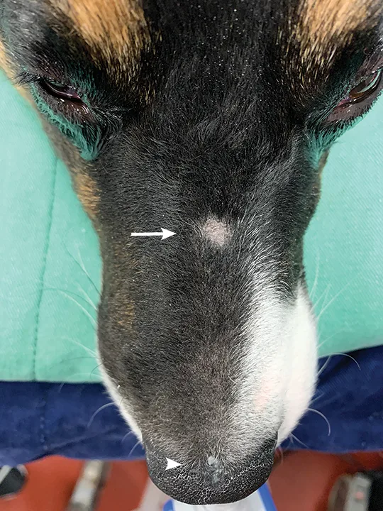 Arrows pointing to small round area of alopecia and small bleb of pus on dorsal aspect of dog’s muzzle.
