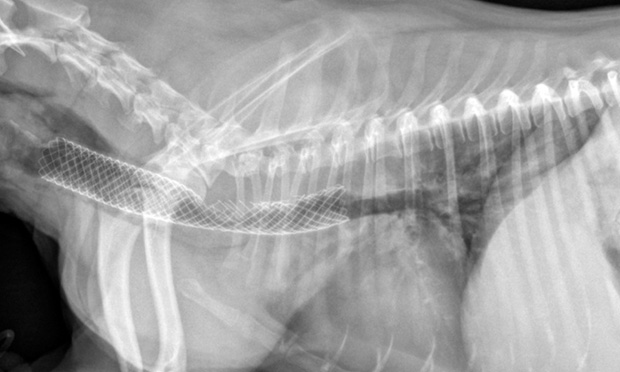 Treatment for 2025 dog collapsed trachea