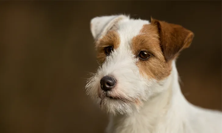 A Jack Russell terrier.