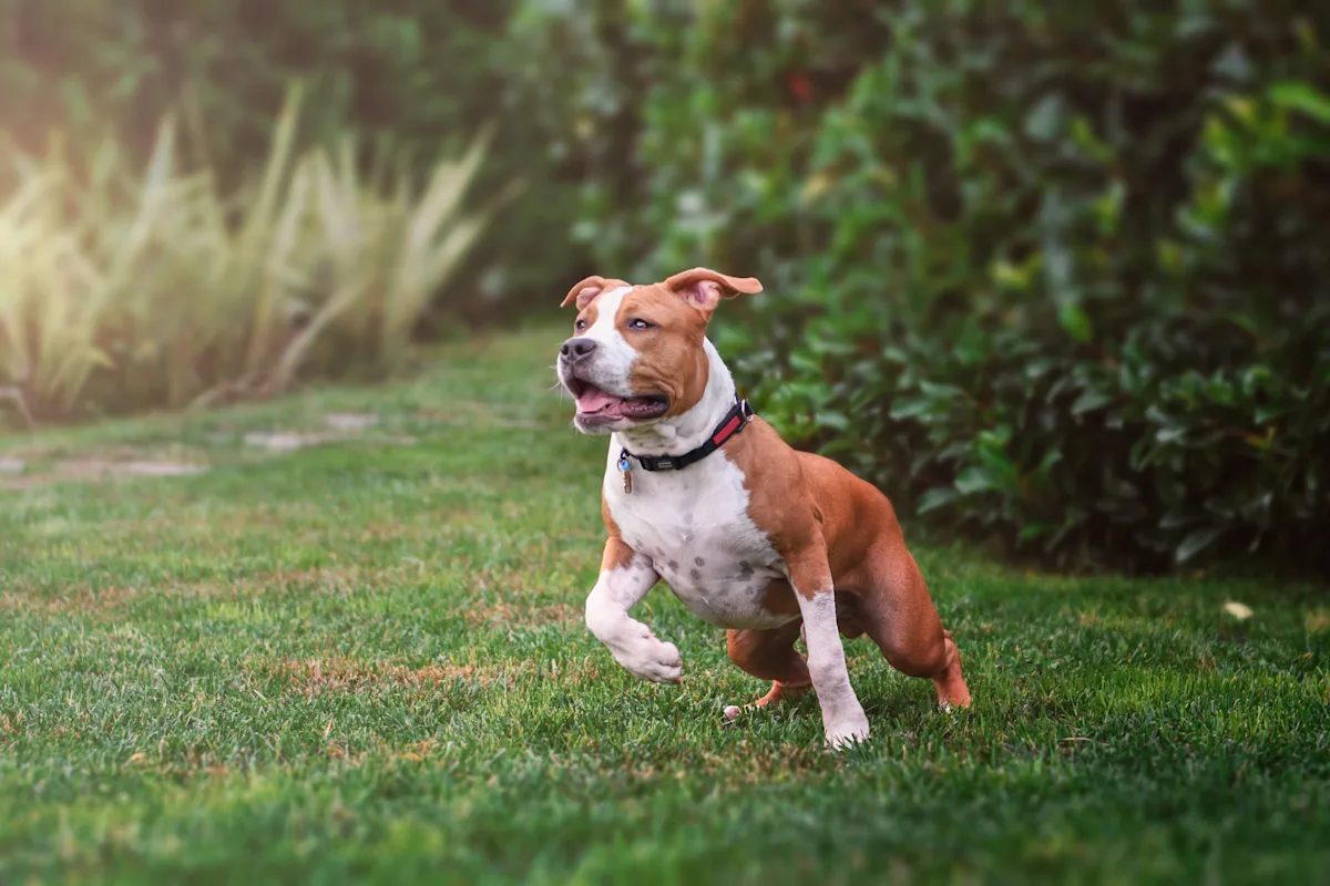 A brown and white dog with a muscular build is joyfully running across a lush green lawn, showcasing its agility and energy. The background features blurred greenery, indicating a sunny outdoor setting, ideal for exercise and play.