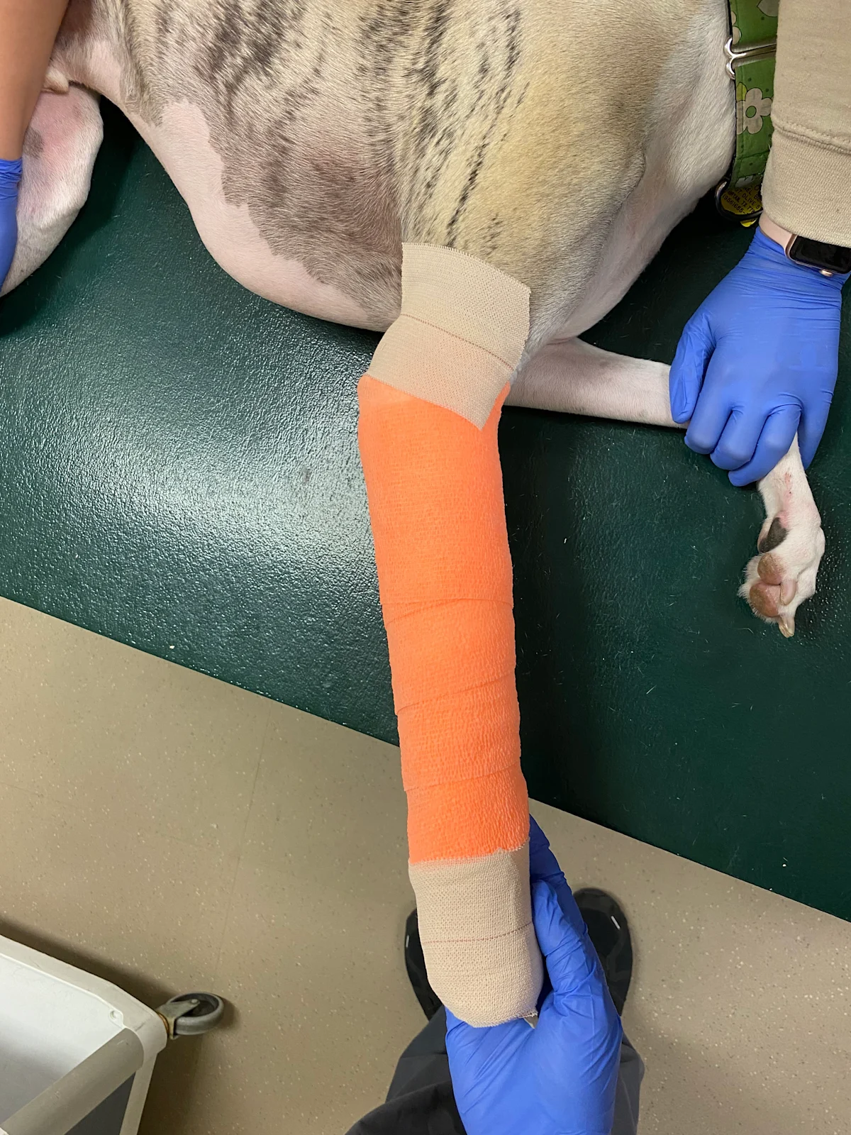 Bandaged forelimb of dog with elastic tape placed at top of bandage on lateral side.