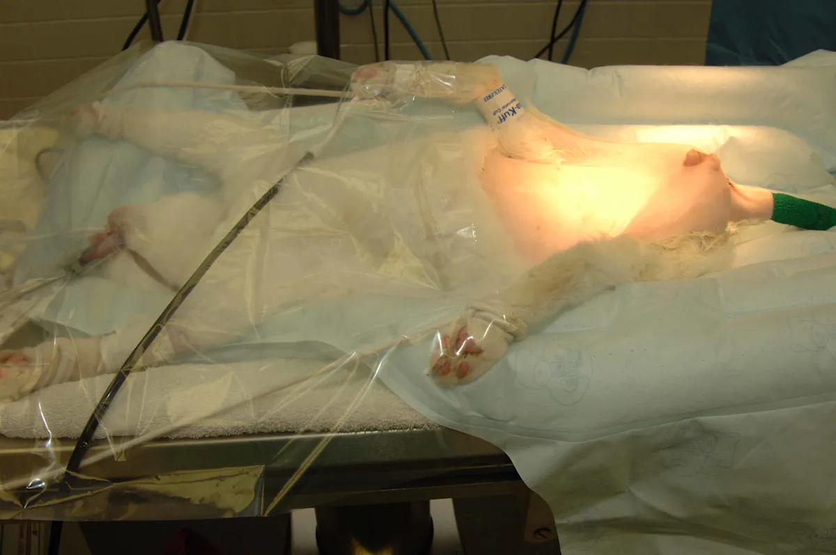 A: Shaved back end of male cat in sternal position with anal purse string suture in place. B: Cat lying on its back on a surgical table.