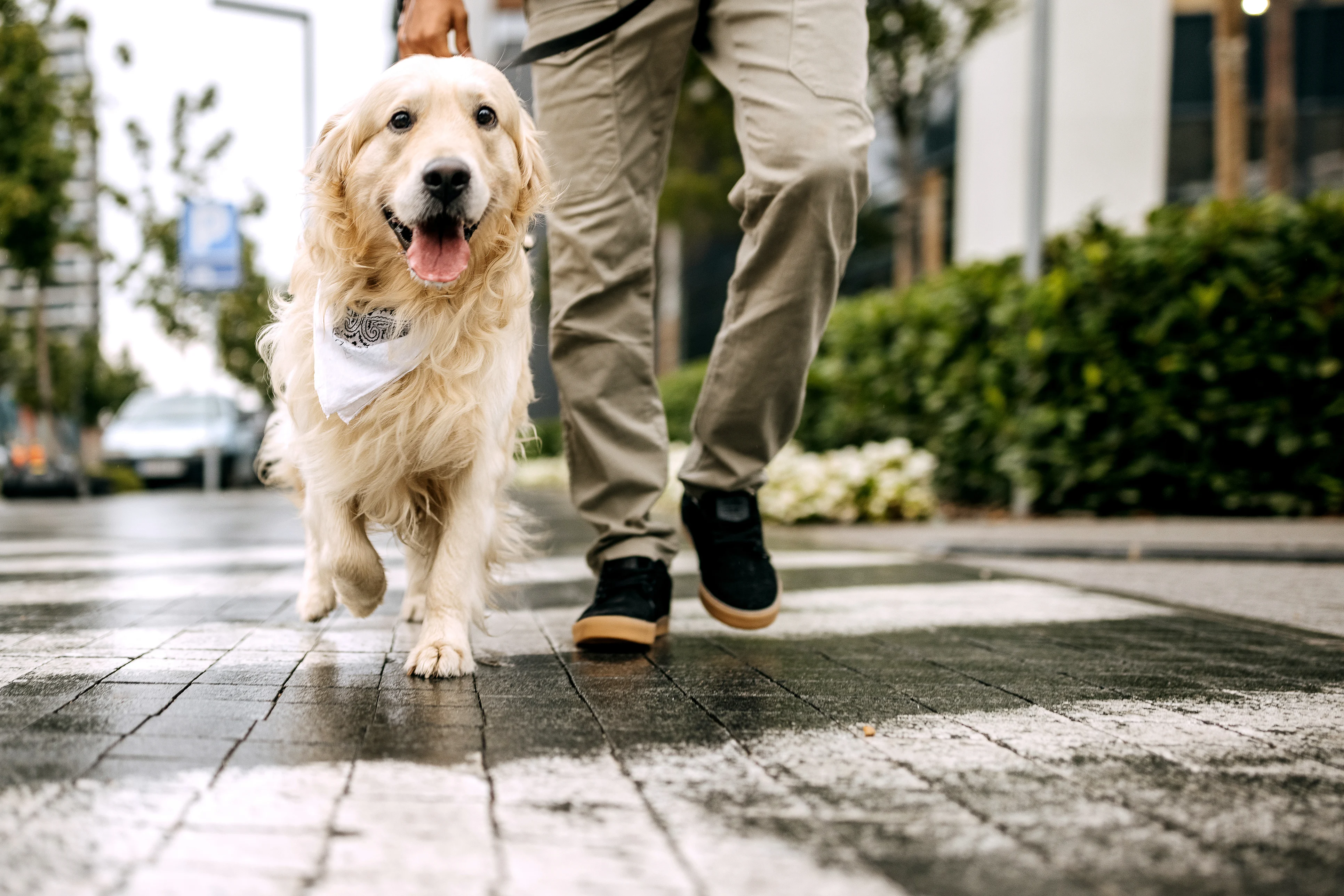 A person walks a golden retriever wearing a bandana along a wet crosswalk in an urban setting, surrounded by greenery and modern buildings. The dog appears happy and engaged, showcasing a friendly demeanor while the owner maintains a casual posture.