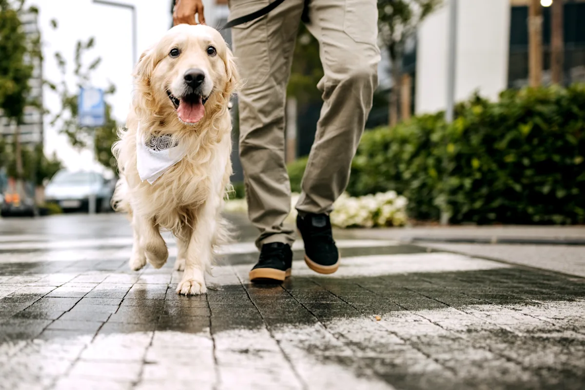 A person walks a golden retriever wearing a bandana along a wet crosswalk in an urban setting, surrounded by greenery and modern buildings. The dog appears happy and engaged, showcasing a friendly demeanor while the owner maintains a casual posture.