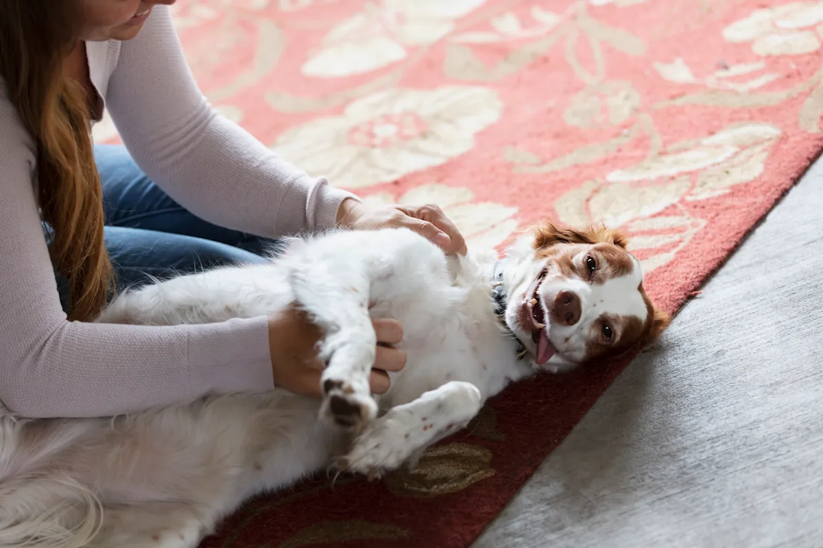 A person gently pets a relaxed dog lying on its back on a patterned rug, with the dog's tongue out and a happy expression. The setting appears to be a cozy indoor space, emphasizing the bond between the pet and owner during a moment of care and affection.