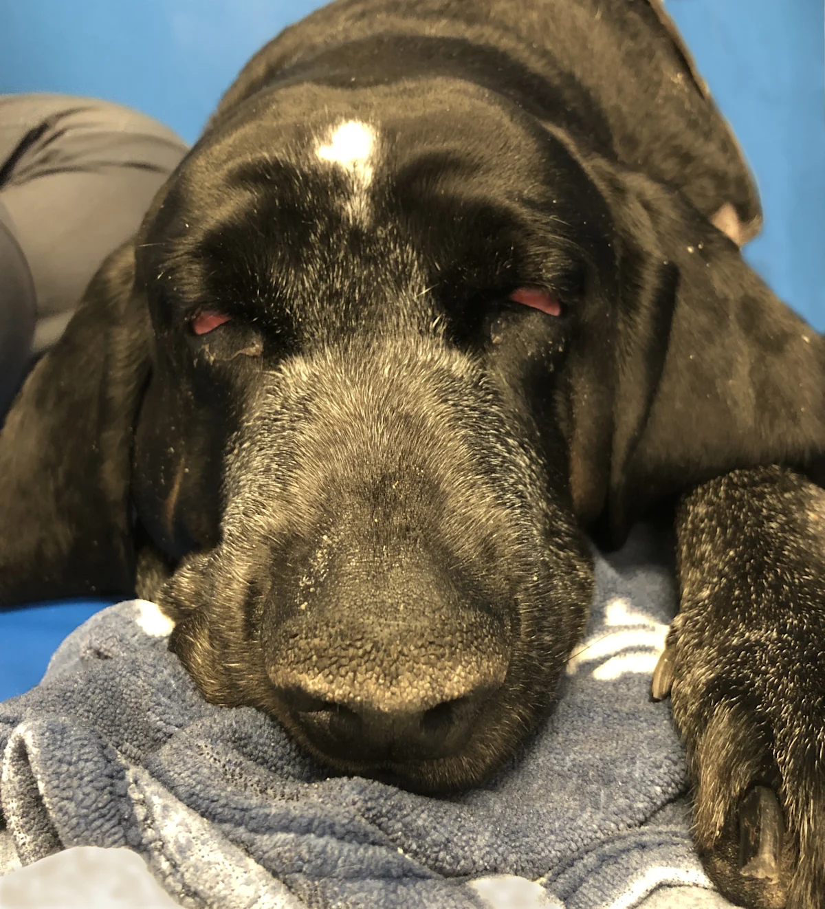 Up close face of a sick dog