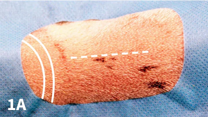 selected slide image