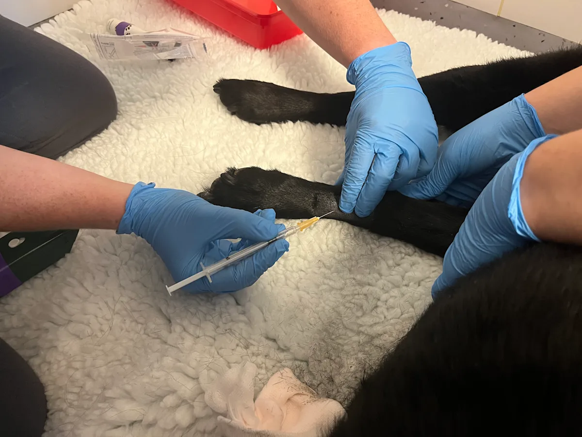 Syringe being inserted into a dog’s leg.