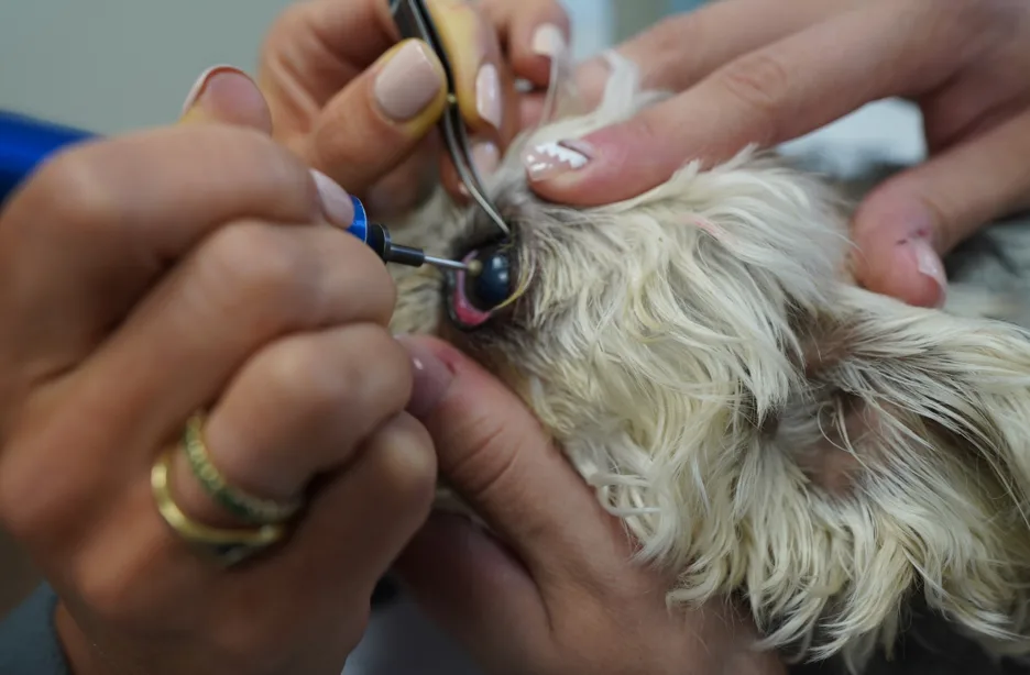 Veterinarian debriding left cornea of dog with diamond burr with an assistant holding the eye open.