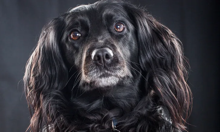 A blue picardy spaniel looking into the camera.