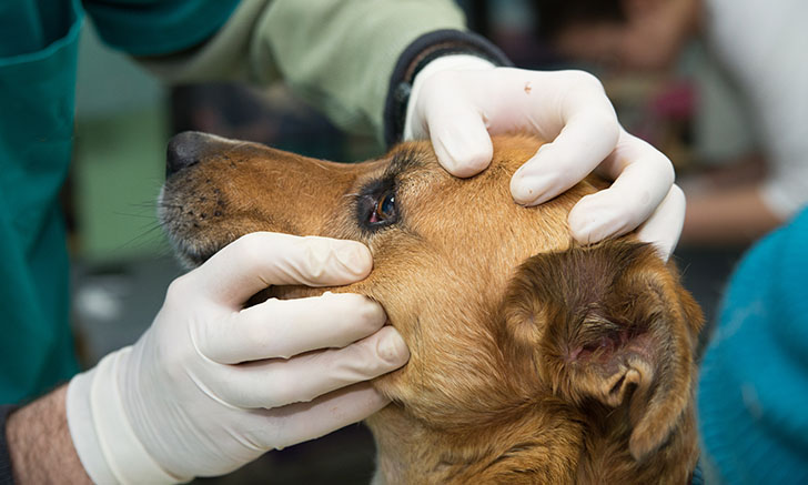 Trusted daily essentials for today's veterinarians | Clinician's Brief