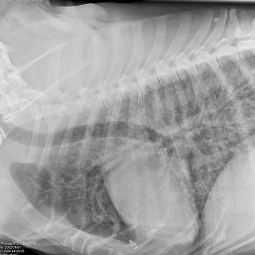 Common Pulmonary Diseases in Dogs Clinician's Brief