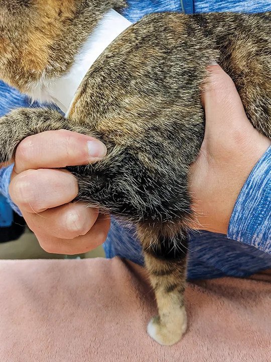 Hand supporting ventral chest of cat standing on exam table while the other hand flexes cat’s elbow.