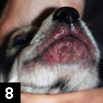 Dog lip fold top dermatitis treatment