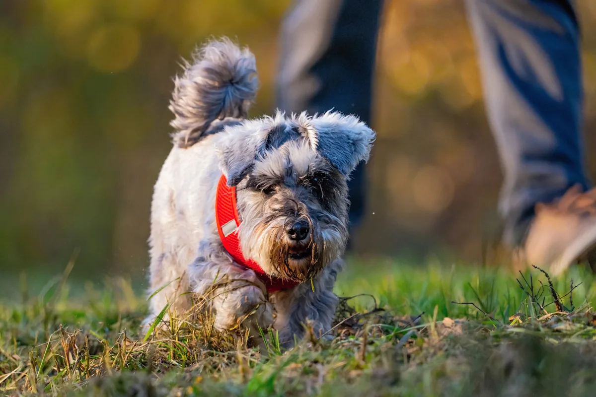 A dog walking outside along a human.