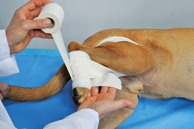 Dog dislocated hip sling hotsell