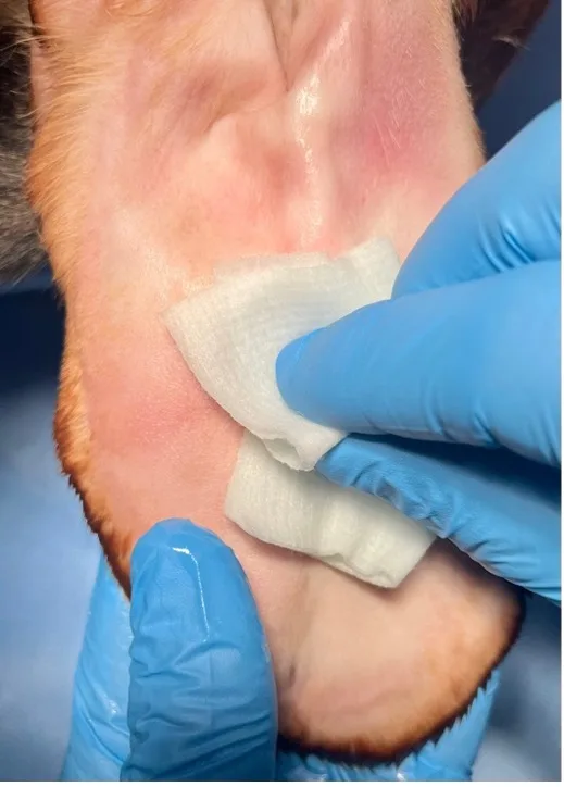 Gloved hands wiping hairless ventral side of dog pinna with moistened gauze.