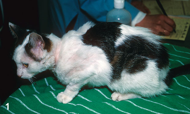 gabapentin pruritus cats