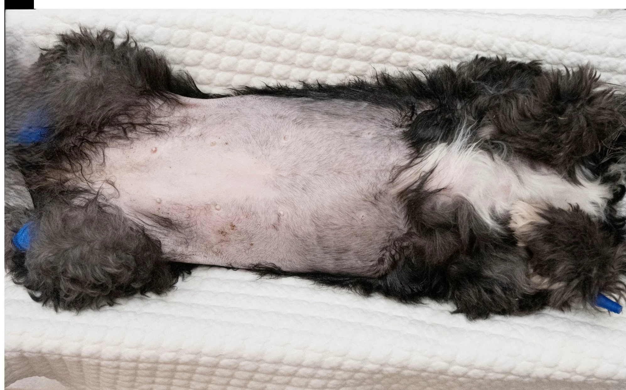 A dog with shaved abdomen lying on its back.