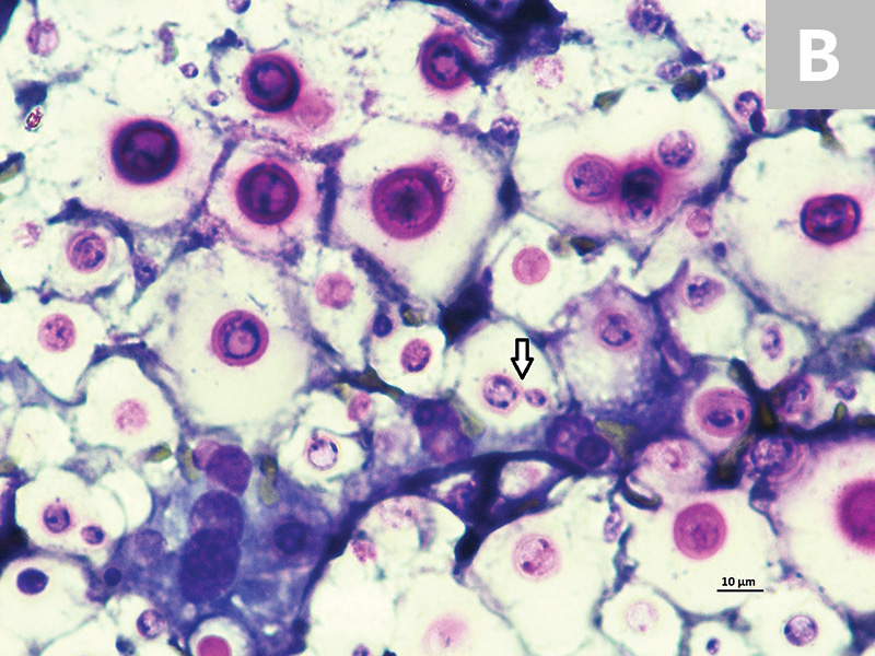 Lameness & Osteomyelitis in a Cat Clinician's Brief