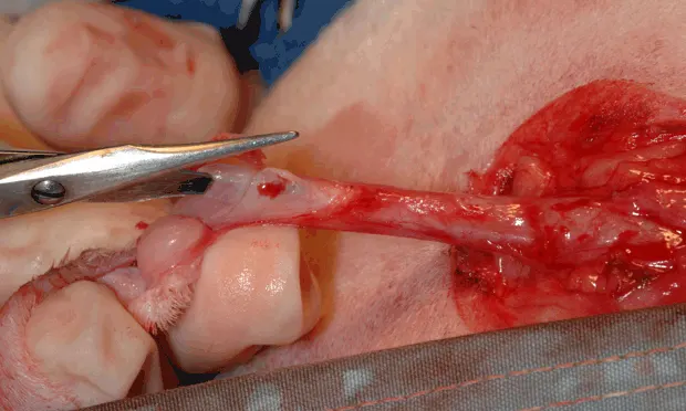 Intraoperative close-up of gloved hands inserting blade of scissors into feline urethra while snipping in proximal direction.