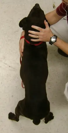 A healthy dog held in place by a veterinarian.
