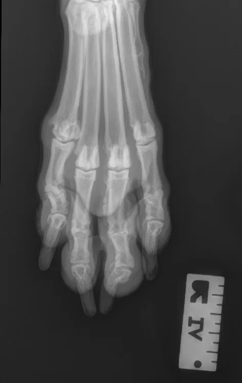 Radiographic images of a dog’s foot.