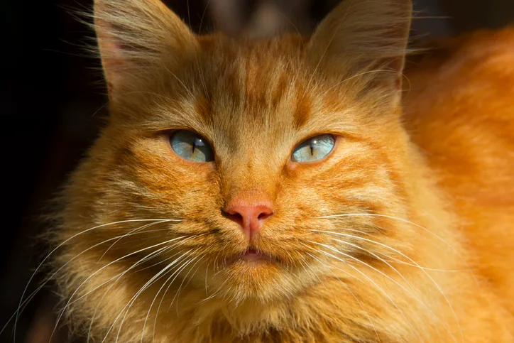 An orange cat with blue eyes looking into the camera.