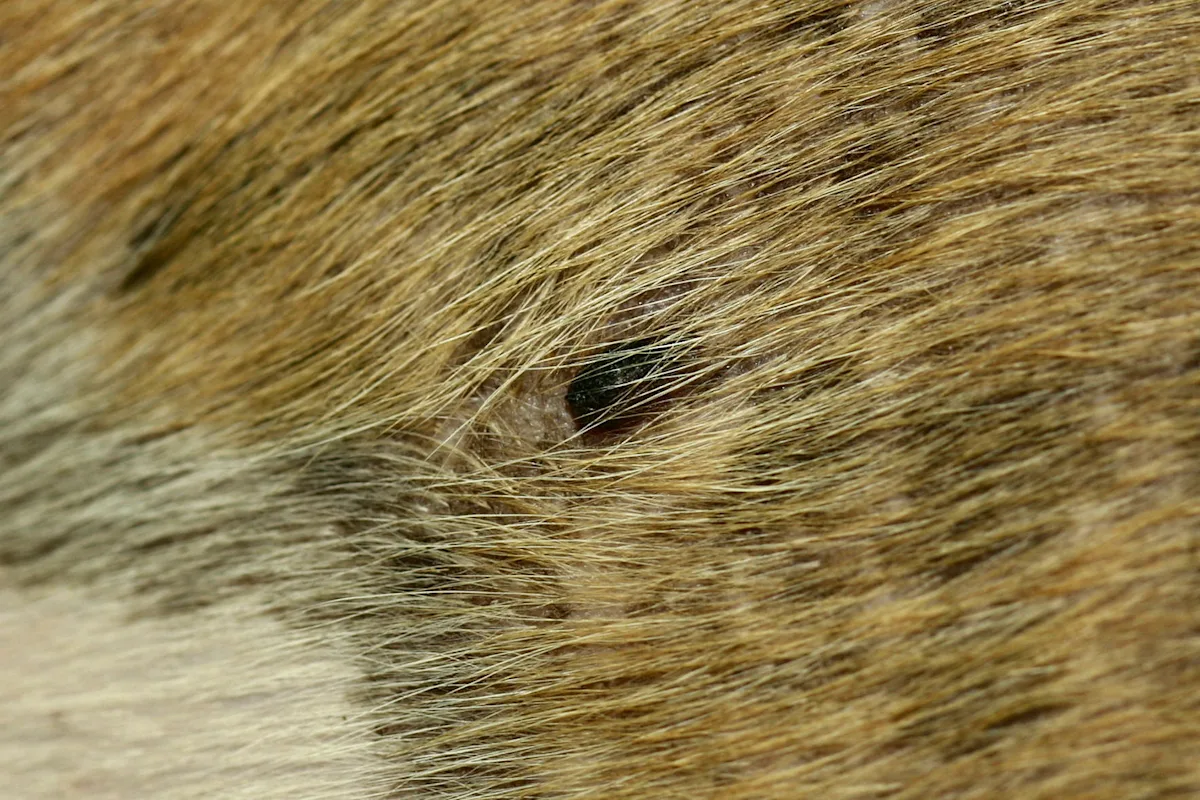 selected slide image