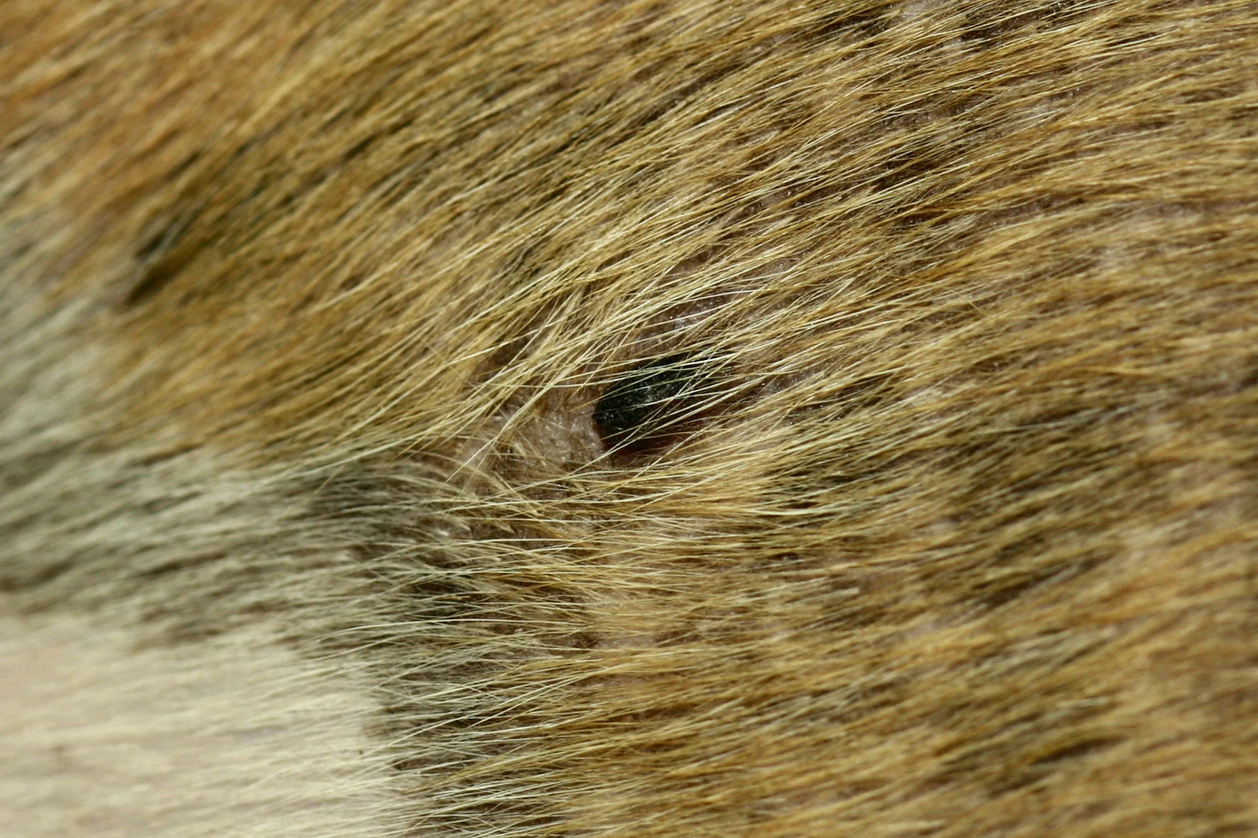 selected slide image