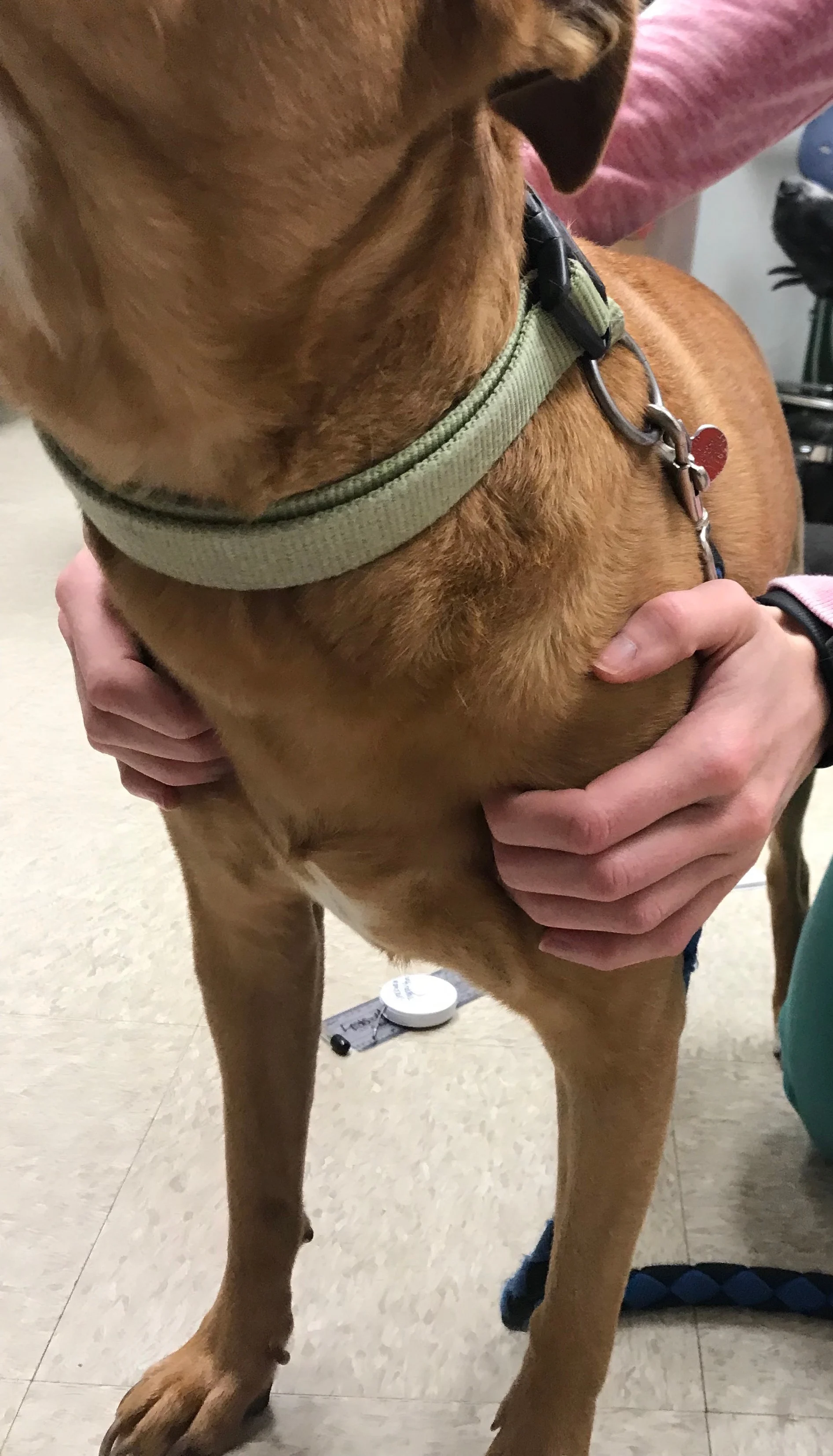 Human hands palpating upper front limbs of dog while kneeling behind it.