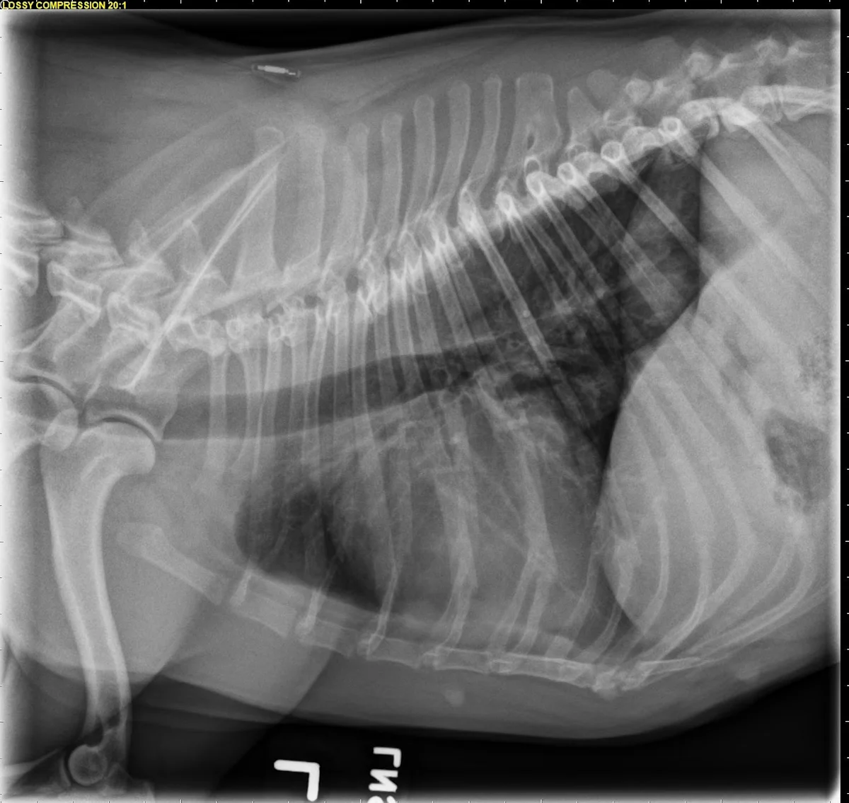 Radiographs in a dog.