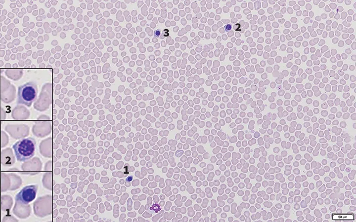 selected slide image