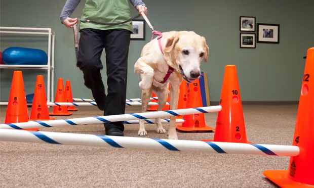 A person guides a yellow Labrador retriever through an obstacle course featuring orange cones and blue-striped poles in a veterinary rehabilitation setting. The dog is lifting one paw as it navigates the course, demonstrating physical therapy exercises.