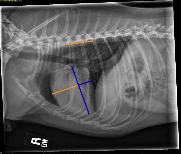 Radiographs in a dog with lines highlighting findings.