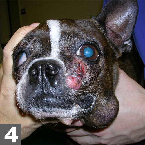 Benadryl mast cell store tumor