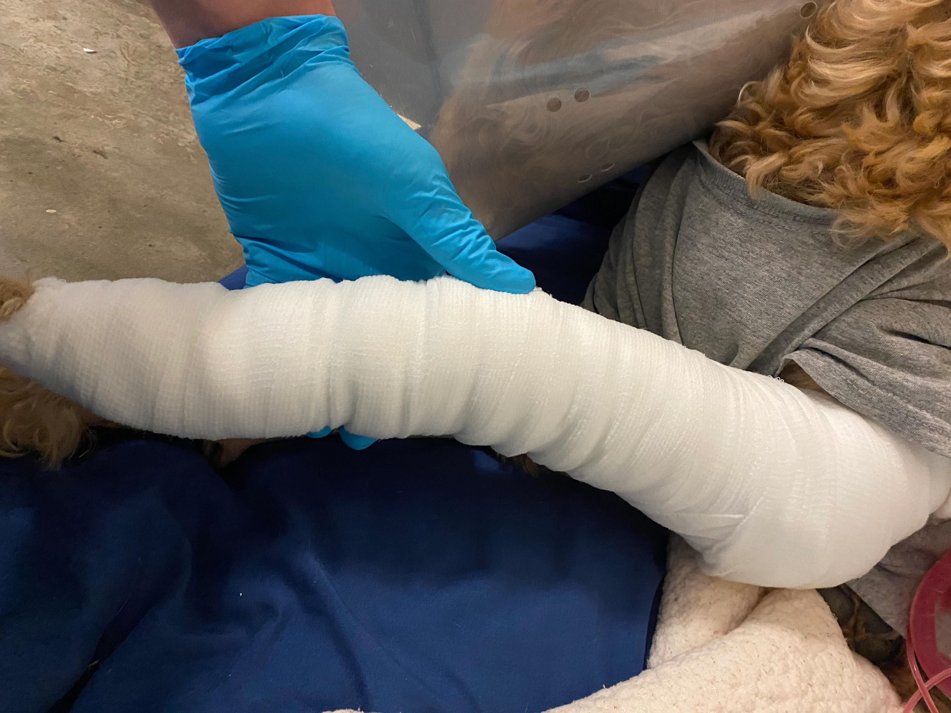 Canine limb bandaged with gauze.